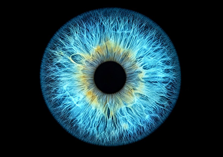 Iris bleu lumineux aux fibres fines et au cœur doré, rendu naturel sur fond noir