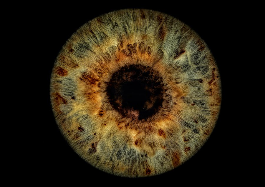 Iris noisette aux nuances vertes, dorées et orangées, rendu naturel sur fond noir